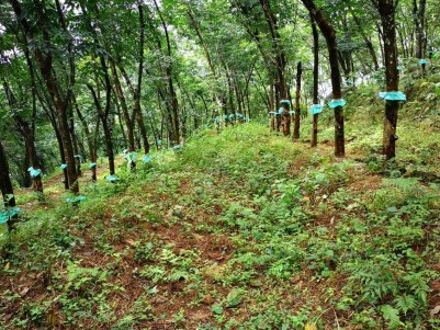 3.5 Acres of  Rubber Plantation with Small  House for Sale at Panthaplavu, Kollam