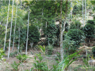 15 Acres of Land with 5 BHK  House  for Sale at Thokkupara, Munnar