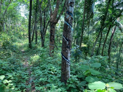 6 Acres of Plantation for Sale at Karukachal, Kottayam
