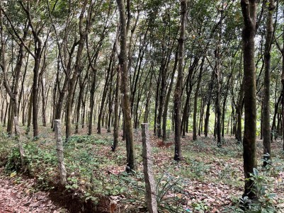 1.59 Acre of Rubber Plantation for Sale at Anchal, Kollam