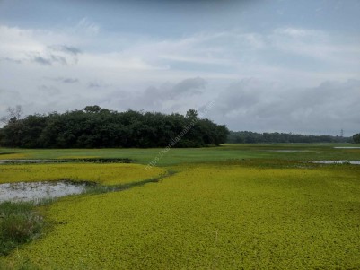 6 Acres of Island ( Kakkathuruth) for Sale at Piravom, Ernakulam