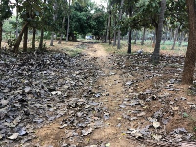 Parampottil Plantation (Coconuts , Mango, Cashew, Teak, Milk) for Sale at Sivasailam, Tenkasi, Tamil