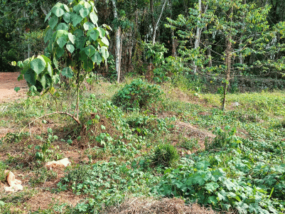 Land for Sale at Pattimattom, Ernakulam 