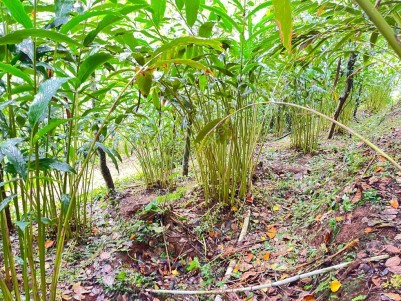 Agricultural Land for Sale at Kalthotty, Idukki