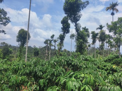 LAND FOR SALE NEAR MEENMUTTY WATERFALLS, VADUVANCHAL, WAYANAD