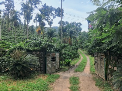 Coffee Plantation in fully or partially for Sale near Muttil, Wayanad