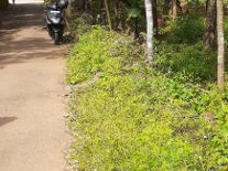 18.5 Cents of Residential Land for Sale at Perumbavoor, Ernakulam