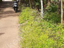 18.5 Cents of Residential Land for Sale at Perumbavoor, Ernakulam