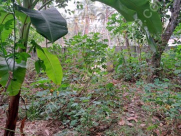  Land for Sale at Mohanapuram, Trivandrum