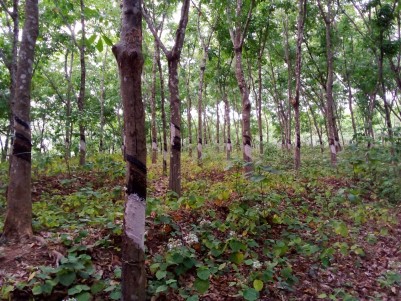 1.33 Acre of Rubber Plantation for Sale at Alencherry, Anchal, Kollam