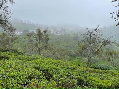 Tea Plantation for Sale in Kotagiri, Nilgiris, Tamilnadu