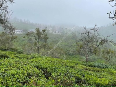 Tea Plantation for Sale in Kotagiri, Nilgiris, Tamilnadu