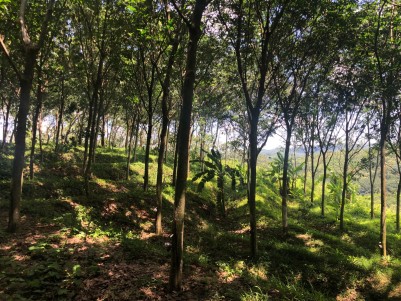 Rubber Plantation for Sale at Nilamel, Kollam