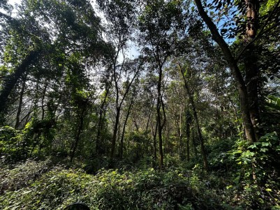 Rubber Plantation for Sale at Ranni, Pathanamthitta 