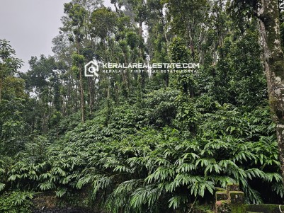Cardamom Plantation for Sale in Vandamedu, Idukki