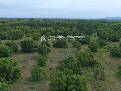 Farm Land for Sale in Thathankulam, Tamilnadu