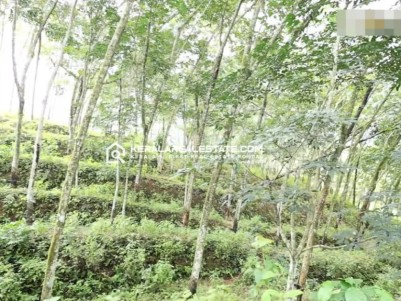 Rubber Plantation for Sale in Vithura, Trivandrum 