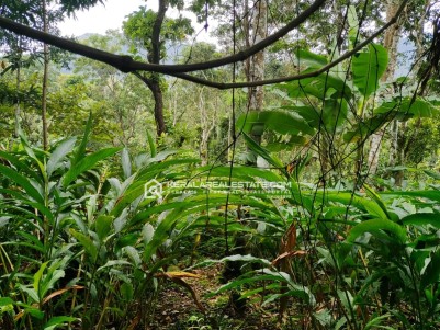 Cardamom Plantation for Sale in Nariyampara, Kattappana, Idukki