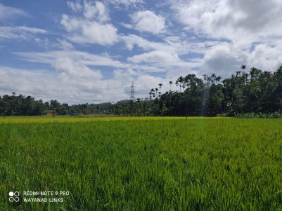 Resort Land for Sale in Panamaram, Wayanad