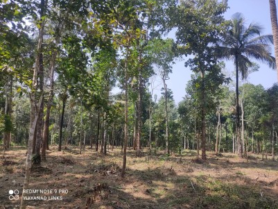Fertile Land for Sale in Padichira, Pulpally, Wayanad