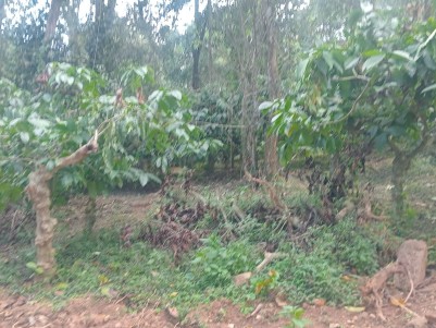 Coffee Plantation for Sale in Meenangadi, Wayanad 