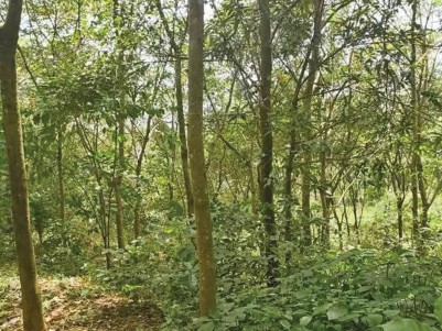  Land for Sale in Kaniyaram, Mananthavady, Wayanad 