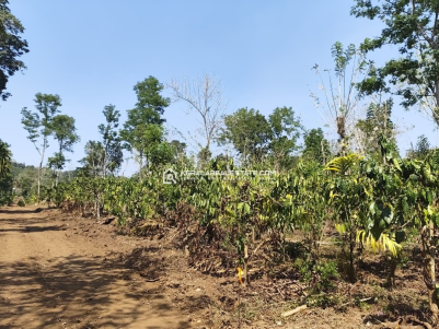 Premium Coffee Estate Land for Sale in Kenichira, Wayanad 