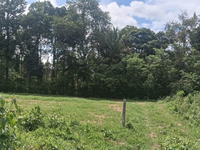 Premium House Plot for Sale in Panamaram, Wayanad 
