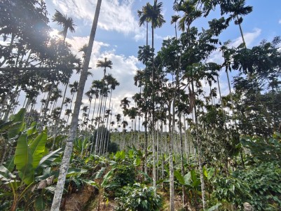 5 Acre Premium Estate for Sale in Poothadi, Wayanad 