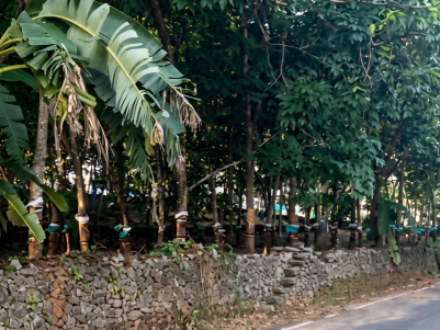 2 Acre Rubber Plantation for Sale in Angamaly, Ernakulam 