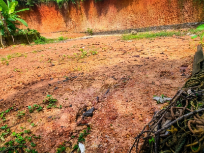 Prime Plot for Sale in Pukkattupady, Ernakulam 