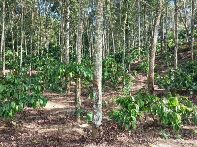 Premium Land for Sale in Thekkumthara, Wayanad